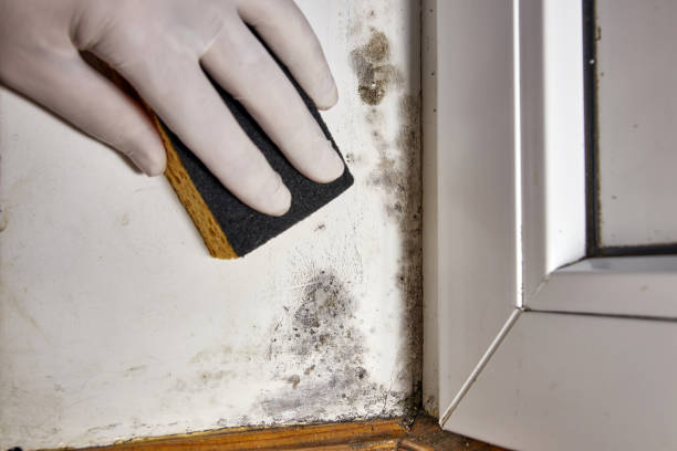 Forensic Mold Investigation in East Dundee, IL